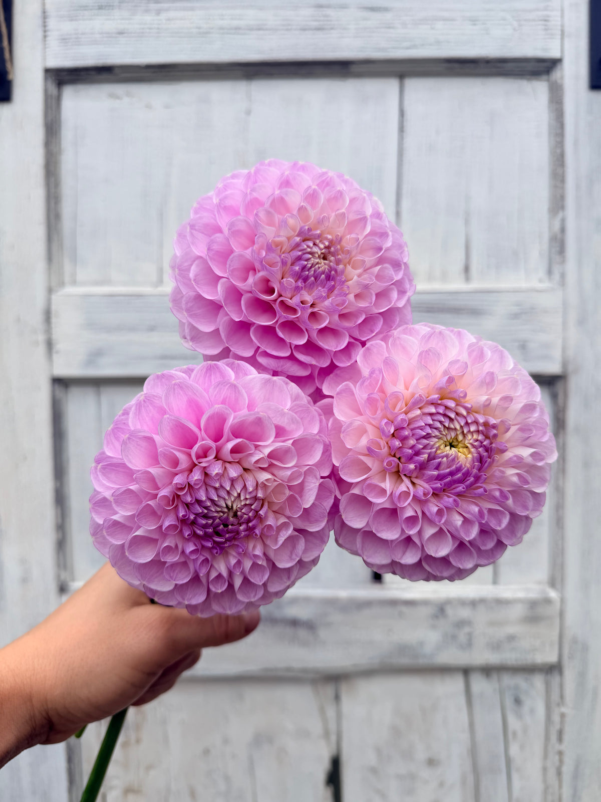 Dahlia Snoho Sonia