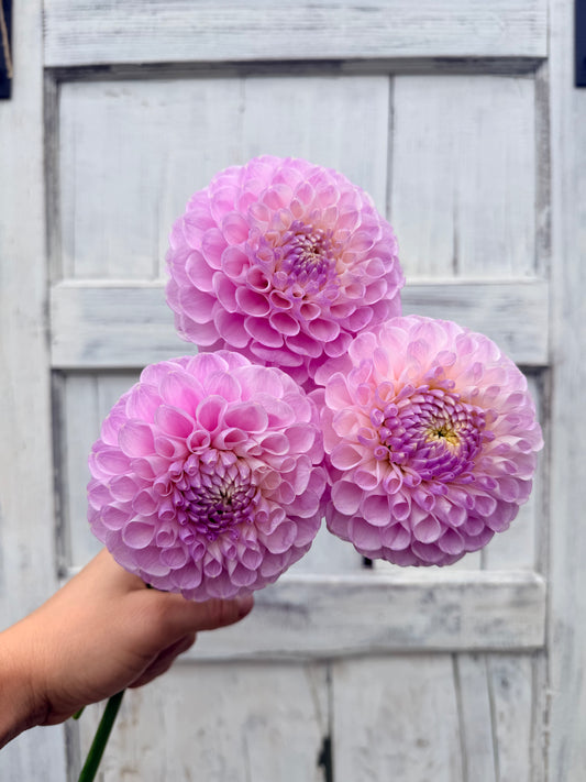 Dahlia Snoho Sonia