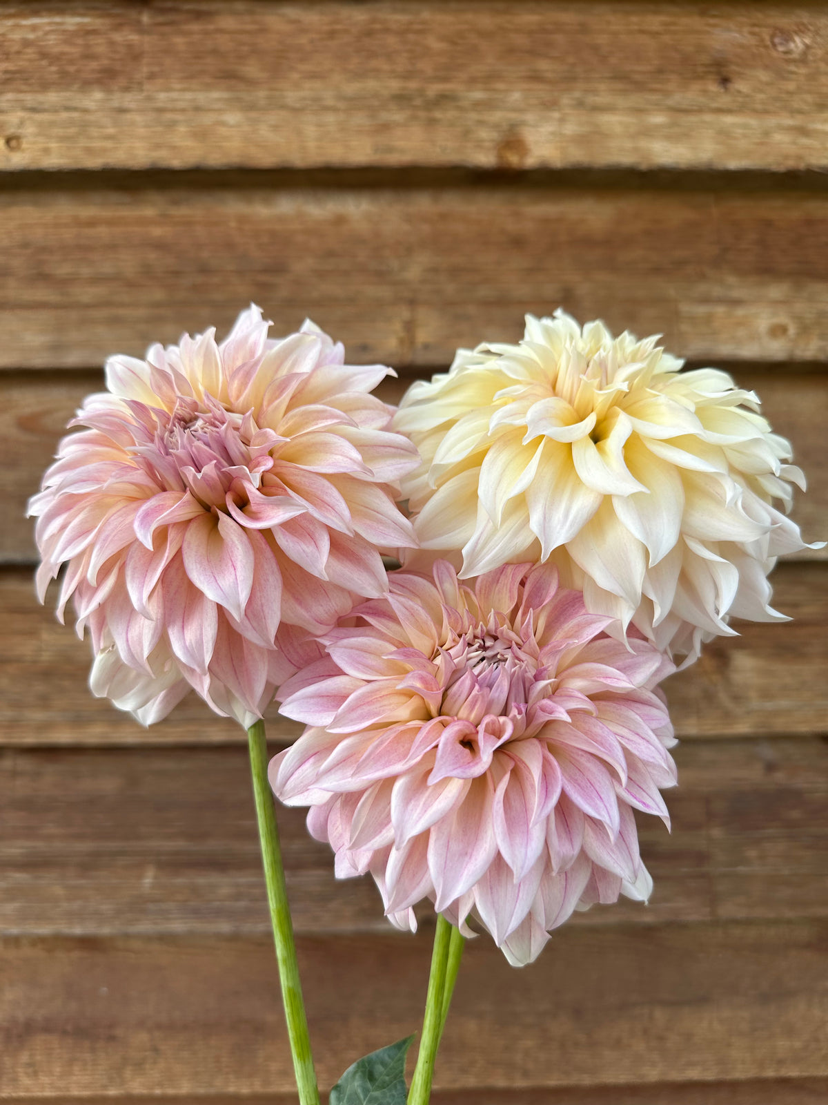 Dahlia SC Mocha Maya