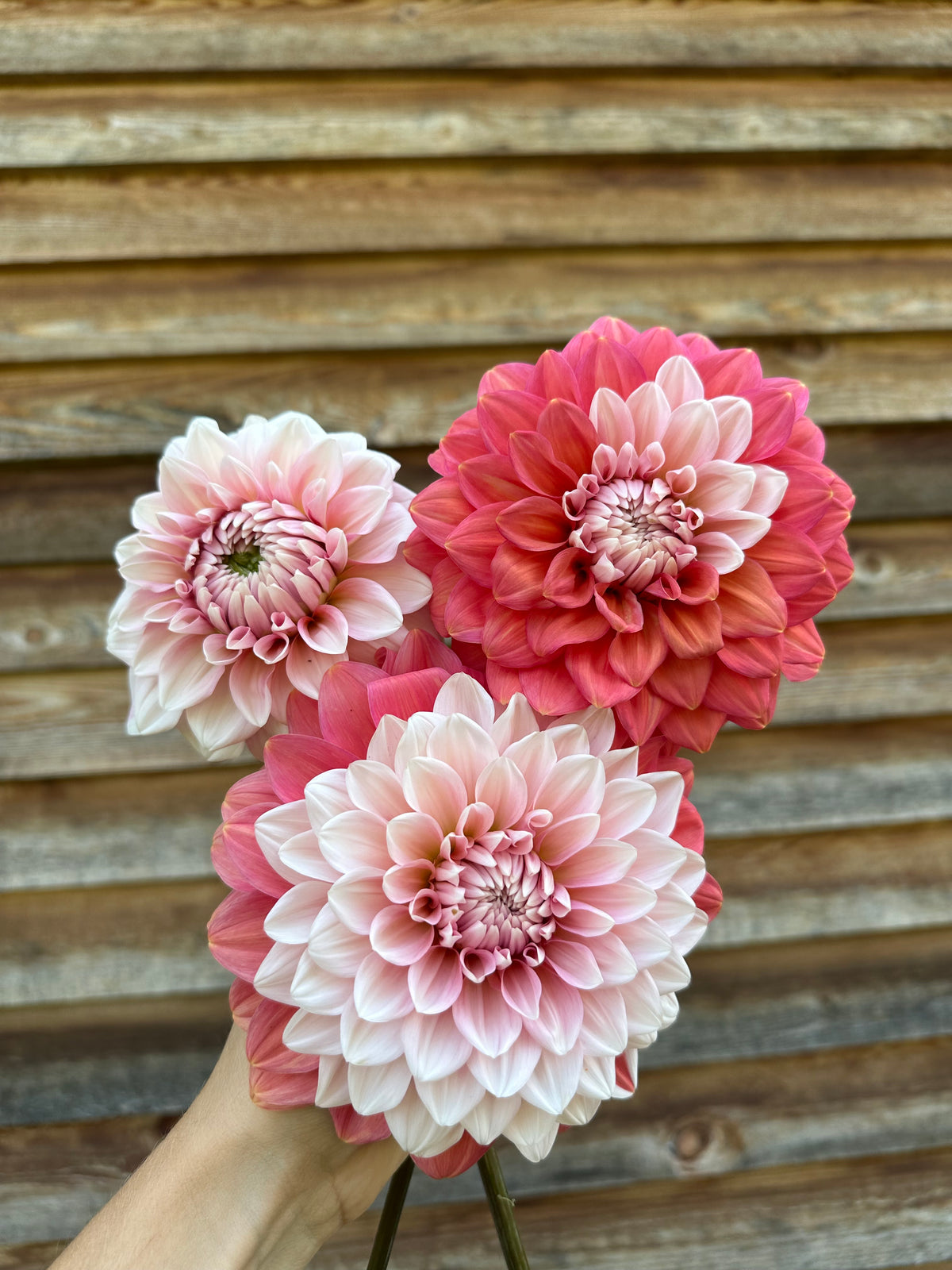 Dahlia Apple Blossom (Double)