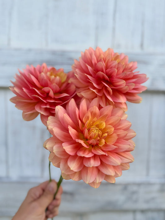 Dahlia Hollyhill Serenity