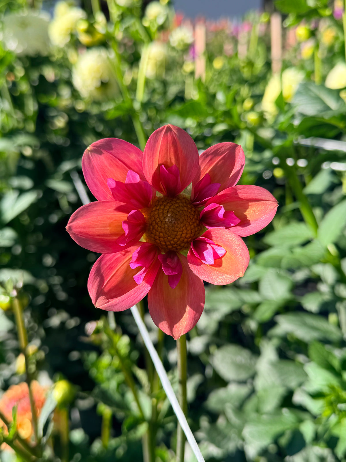 Dahlia Strawberry Bonbon *CUTTING ONLY*
