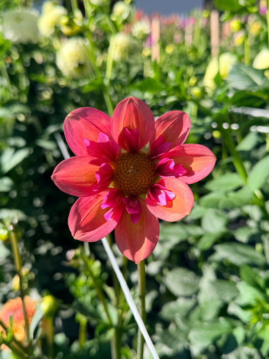 Dahlia Strawberry Bonbon *CUTTING ONLY*