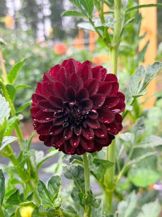 Dahlia Fidalgo Blacky