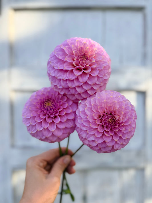 Dahlia Florelie Oracle