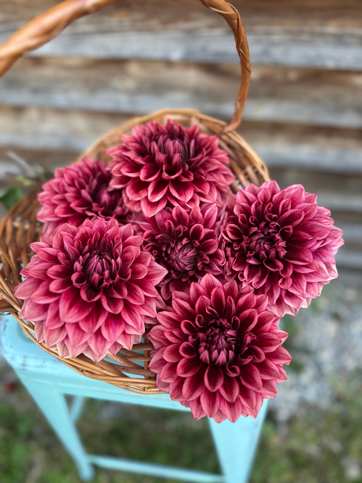 Dahlia Bloomquist York