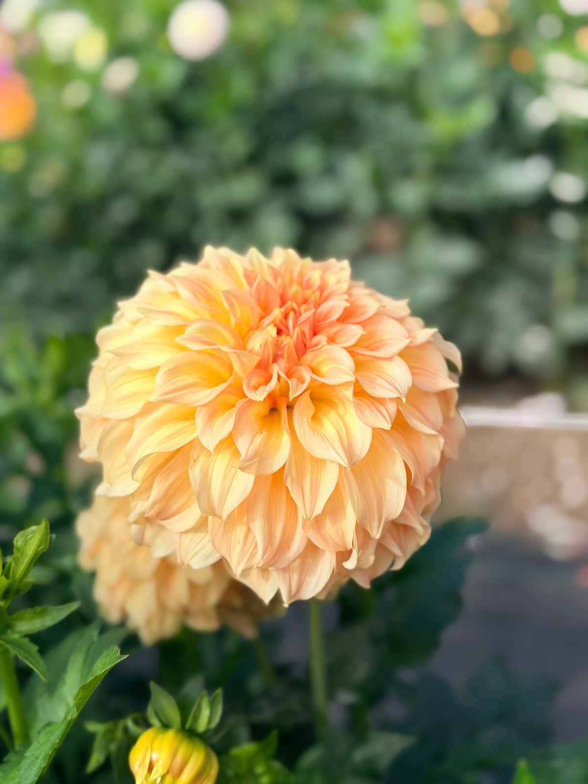 Dahlia Bracken Sarah