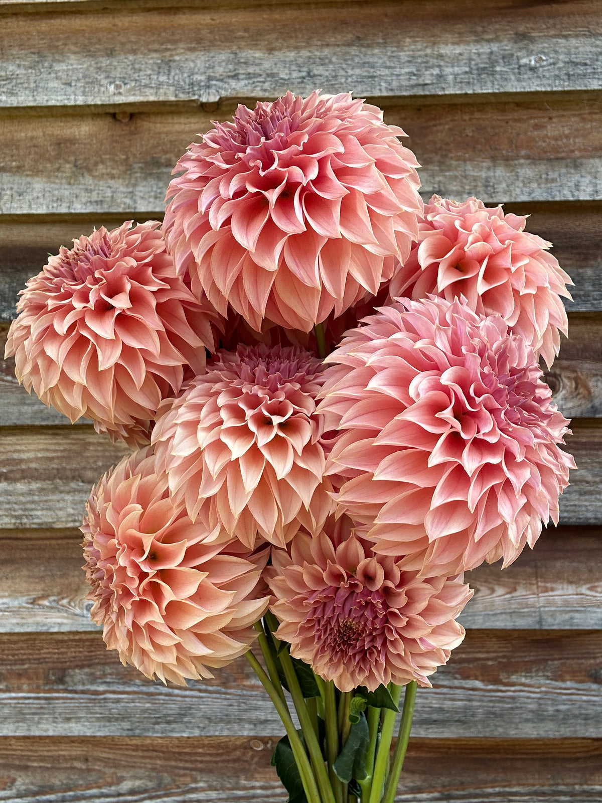 Dahlia SC Coral Sea