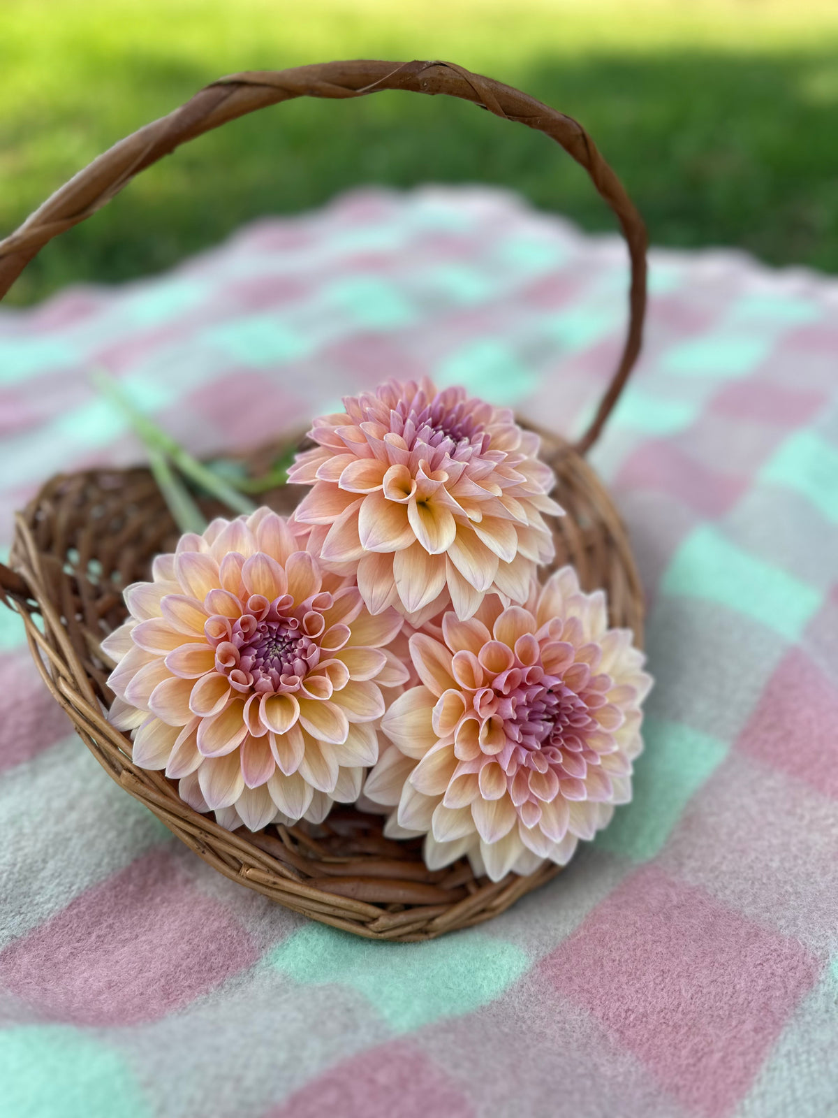 Dahlia Castle Drive