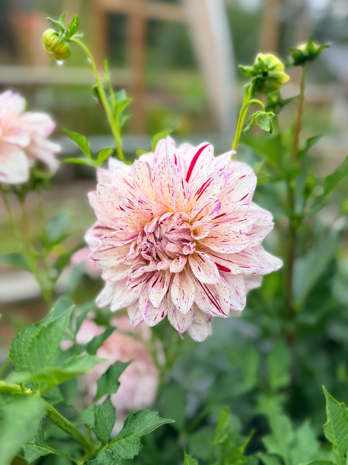 Dahlia Ash Blackberry Twist