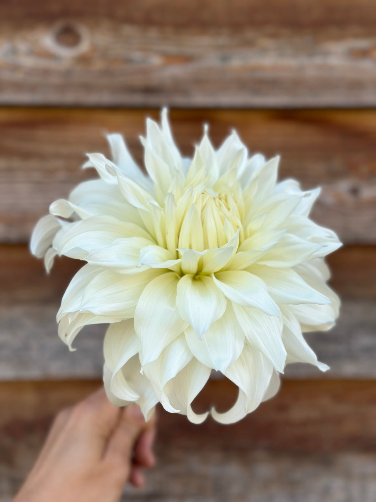 Dahlia SC Khaleesi *CUTTING ONLY*