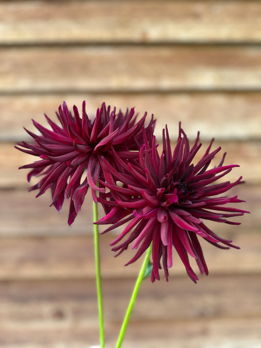 Dahlia Nuit d'Ete