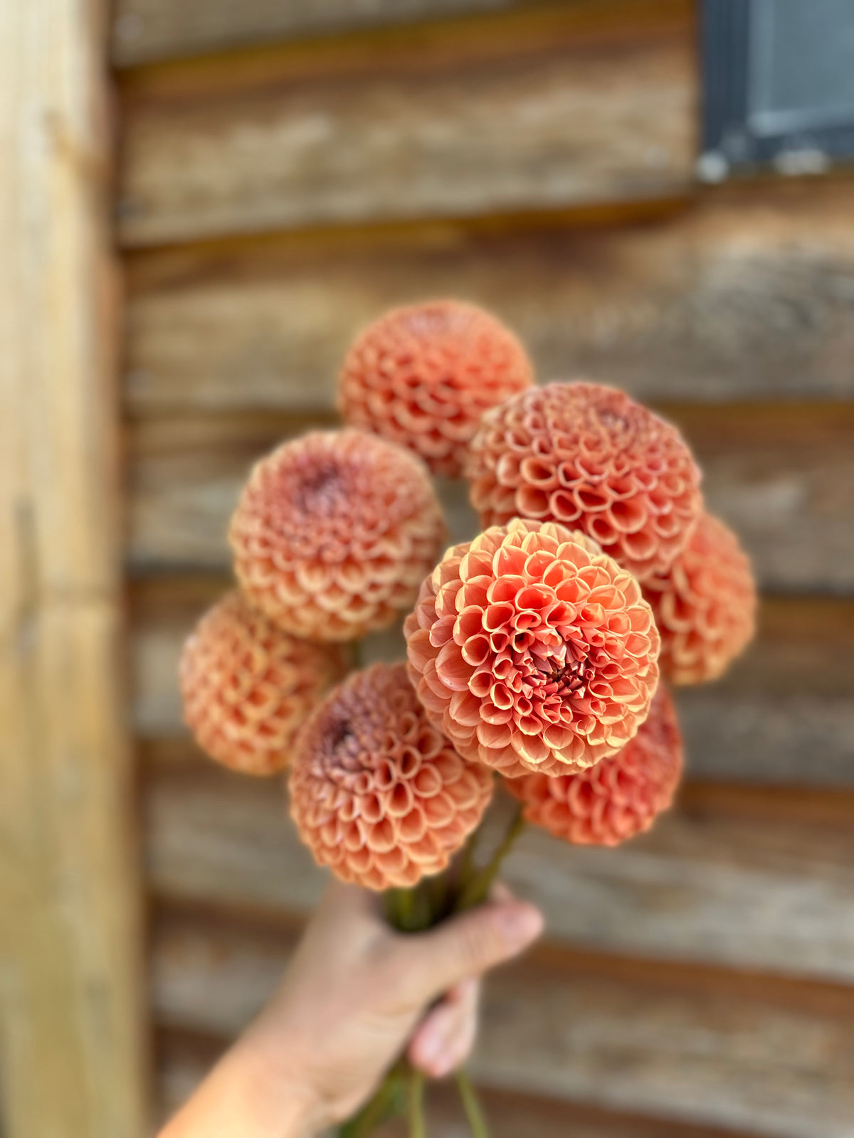 Dahlia Cornel Brons