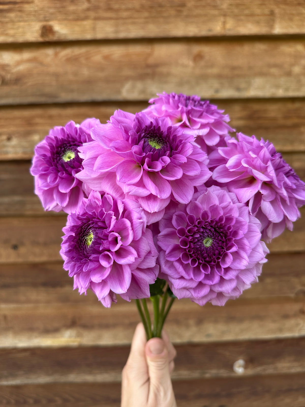Dahlia Ferncliff Pincushion