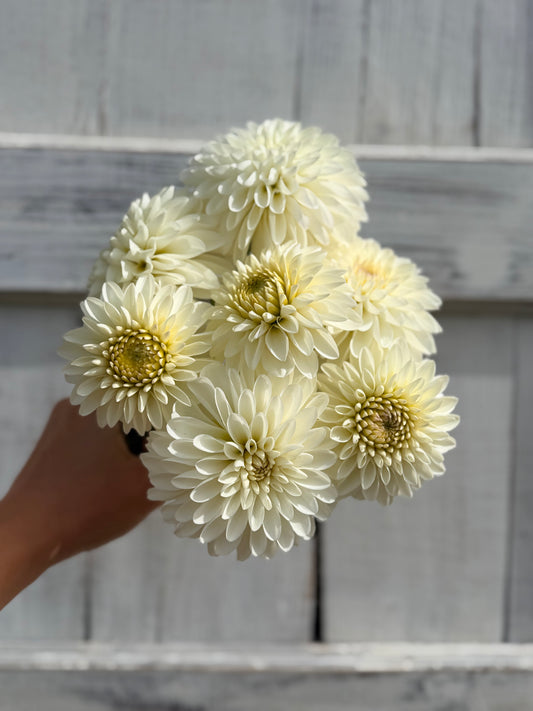Dahlia River's Snow Cone
