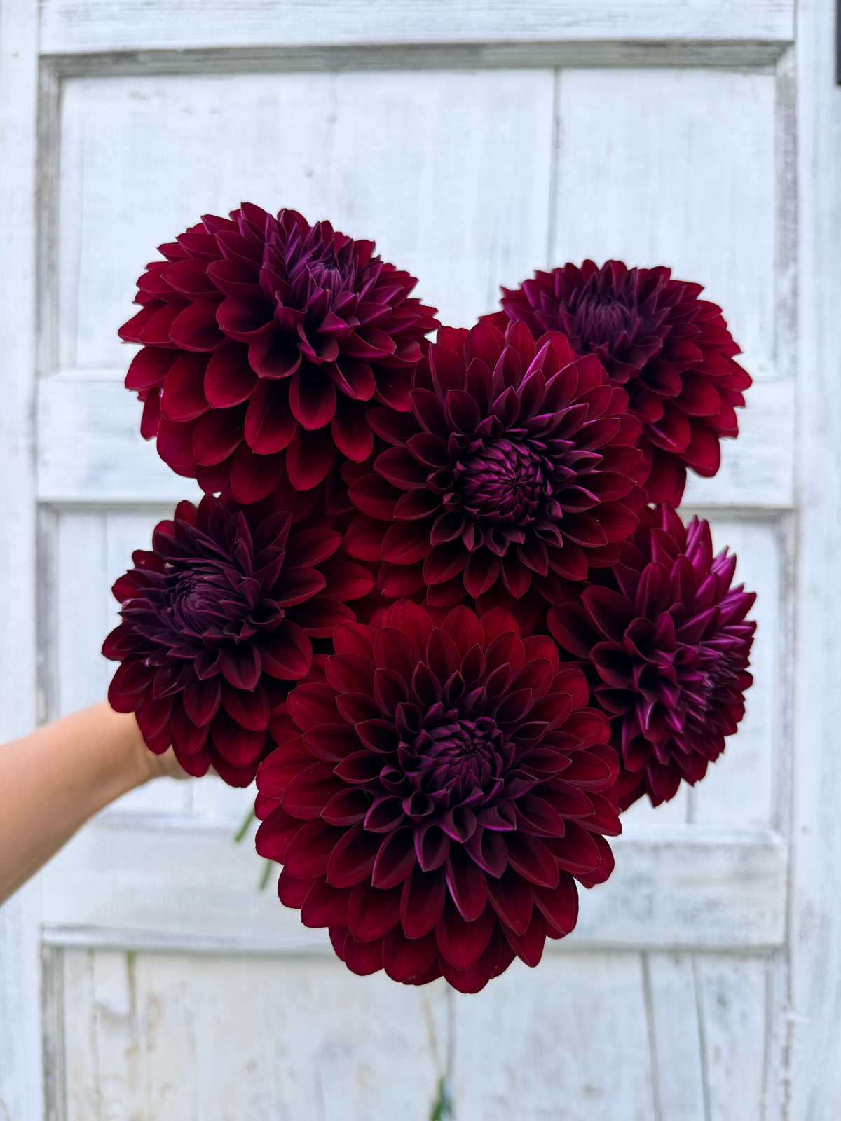 Dahlia Nighty Night