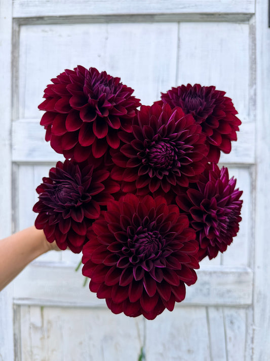 Dahlia Nighty Night