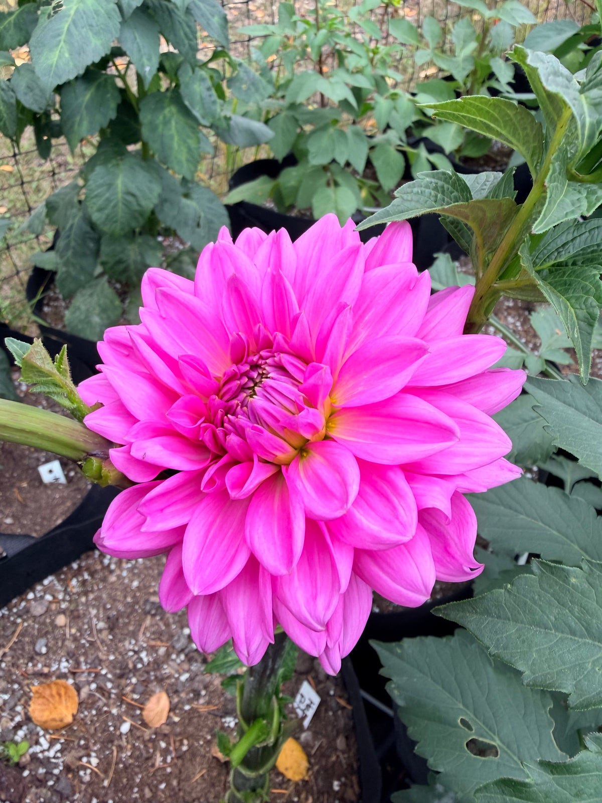 Dahlia Hapet Pink Sea