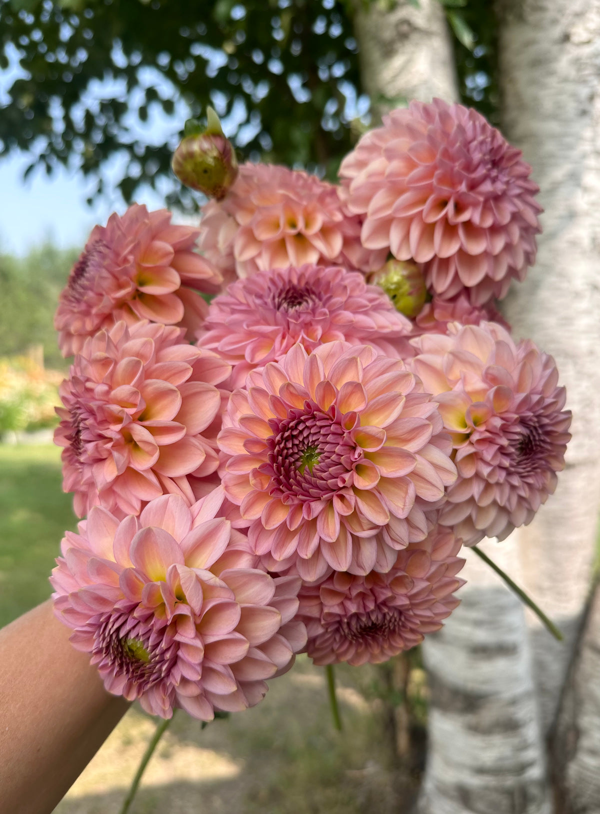 Dahlia Cupcake