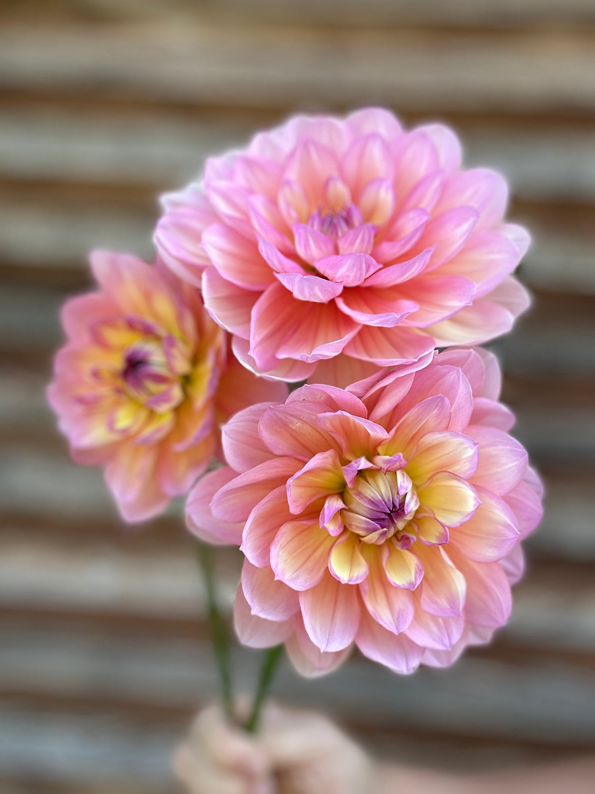 Dahlia Sandia Rose