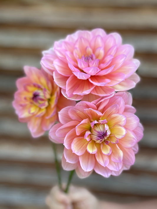 Dahlia Sandia Rose