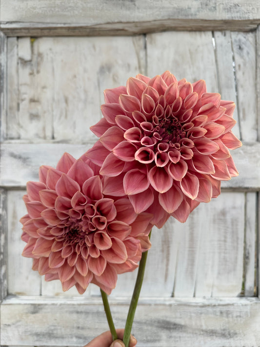 Dahlia Formby Duke