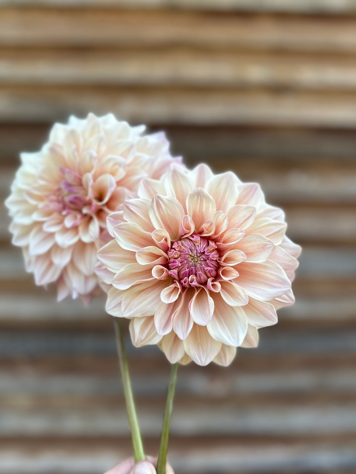 Dahlia Florelie Antique