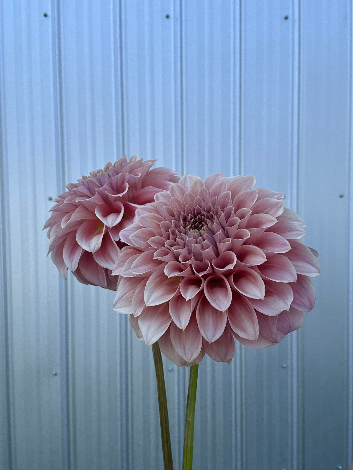 Dahlia Devon Salmon