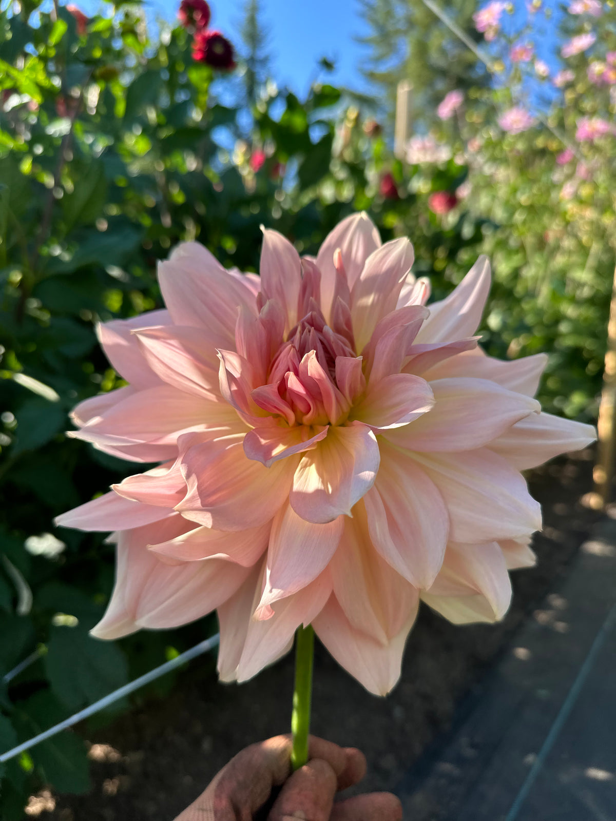 Dahlia Fairway Pilot