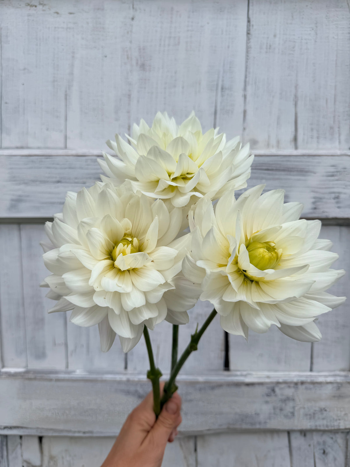 Dahlia Hollyhill Snow Queen