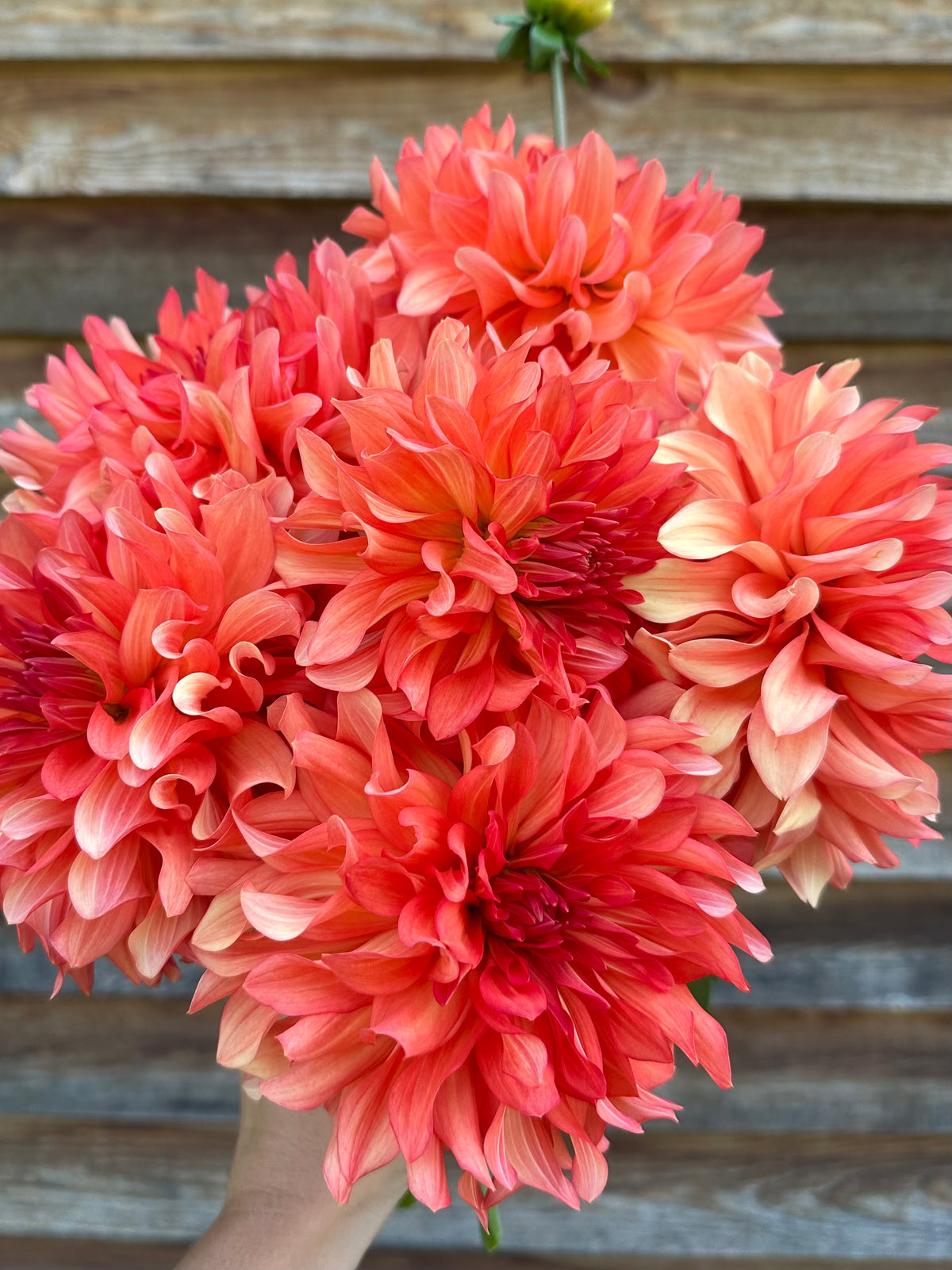 Dahlia Baron Katie