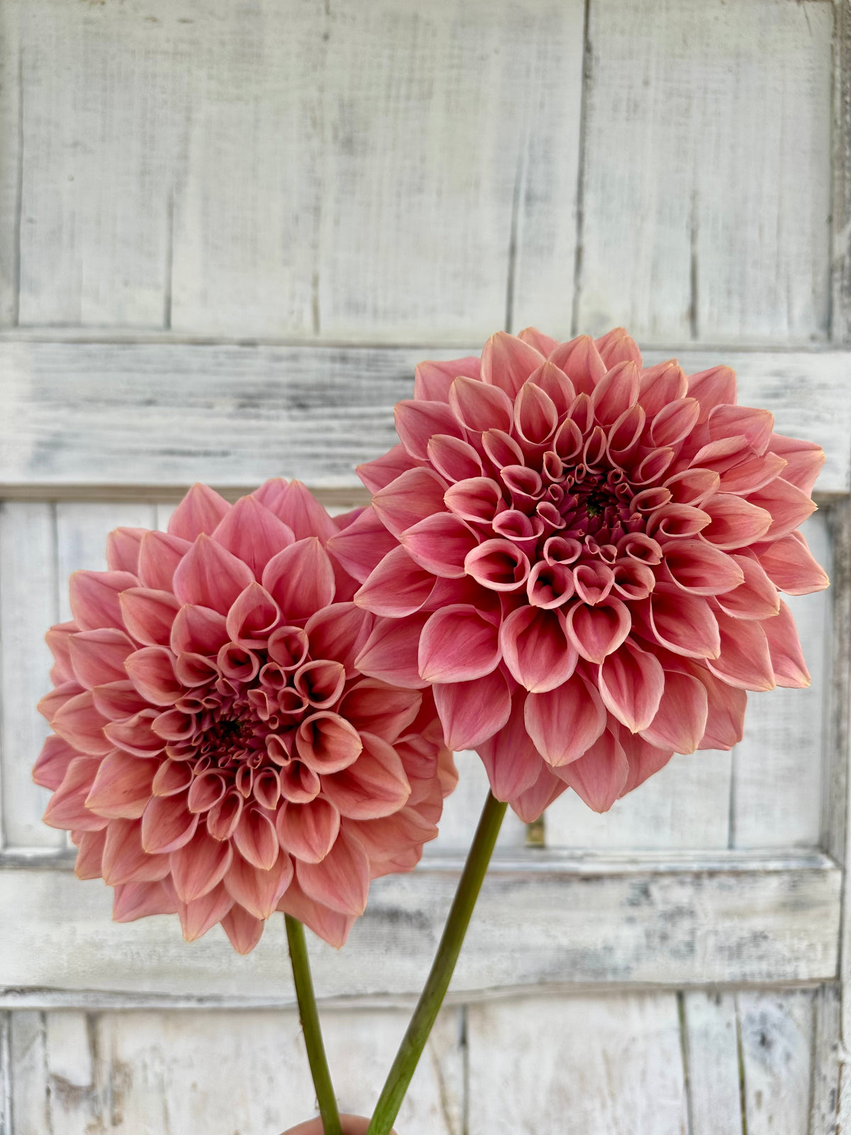 Dahlia Formby Duke *CUTTING ONLY*