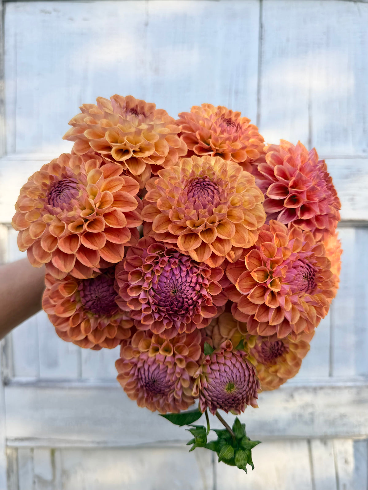 Dahlia Coseytown Babycakes