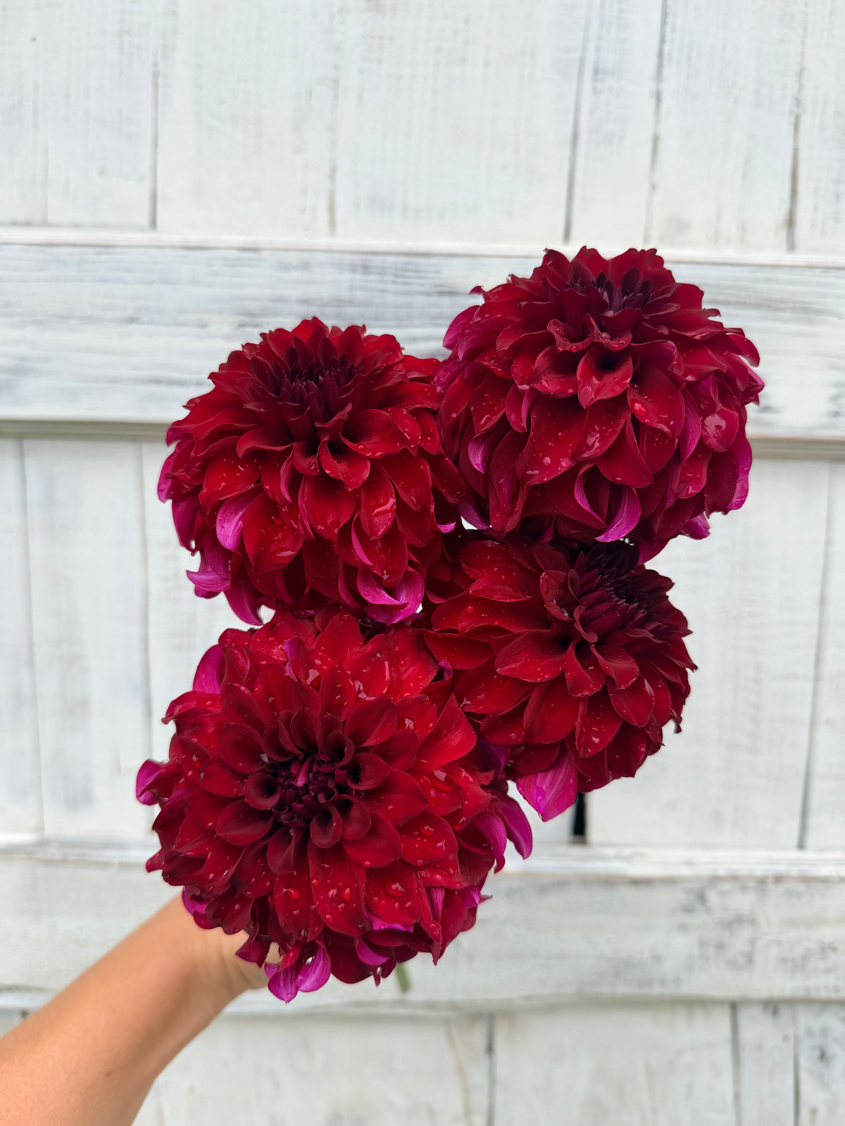 Dahlia River's Penelope