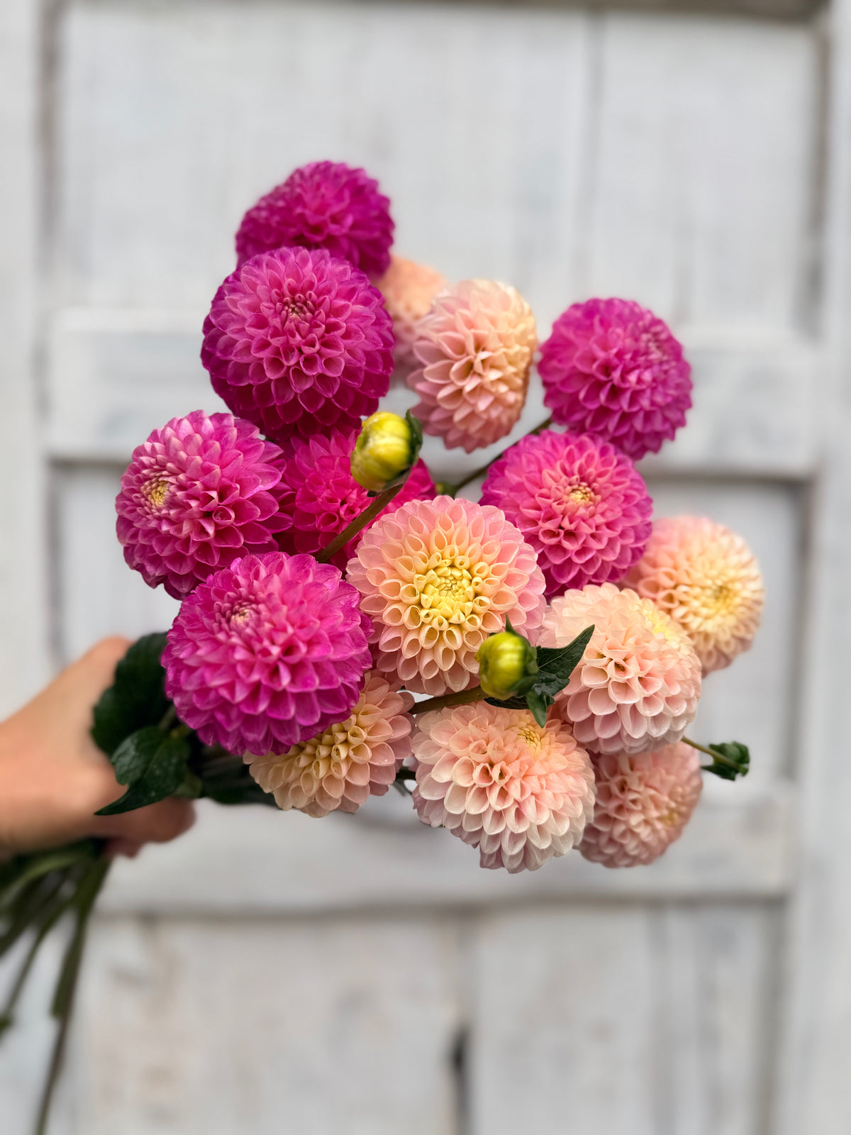 Dahlia Hollyhill Pollyanna