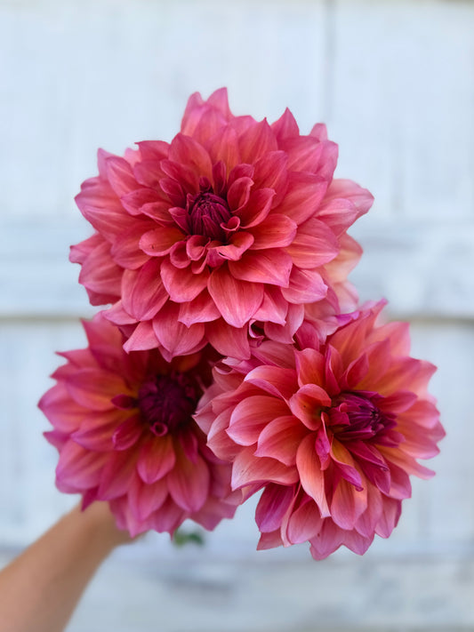 Dahlia Everbloom Chakra