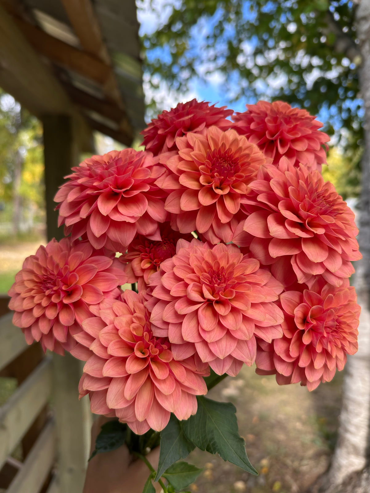 Dahlia SC Boho Peach *CUTTING ONLY*