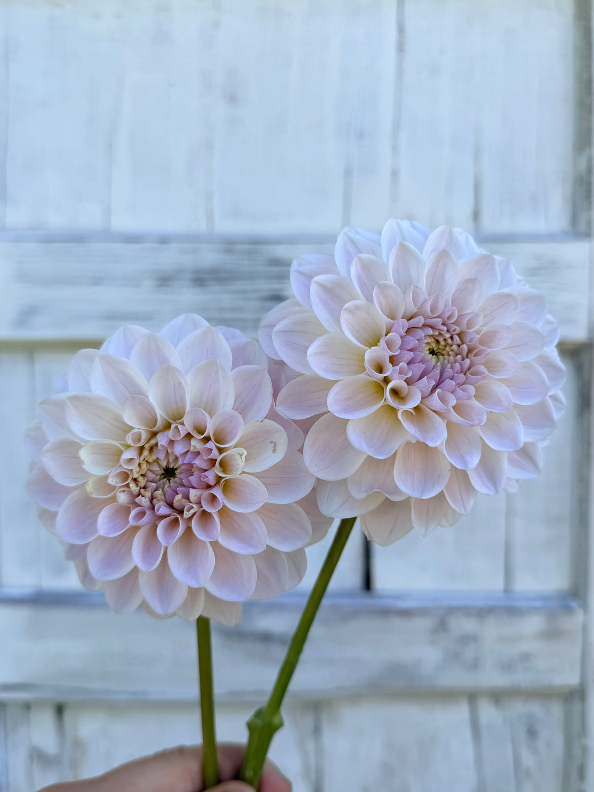 Dahlia RM Hannah Joe