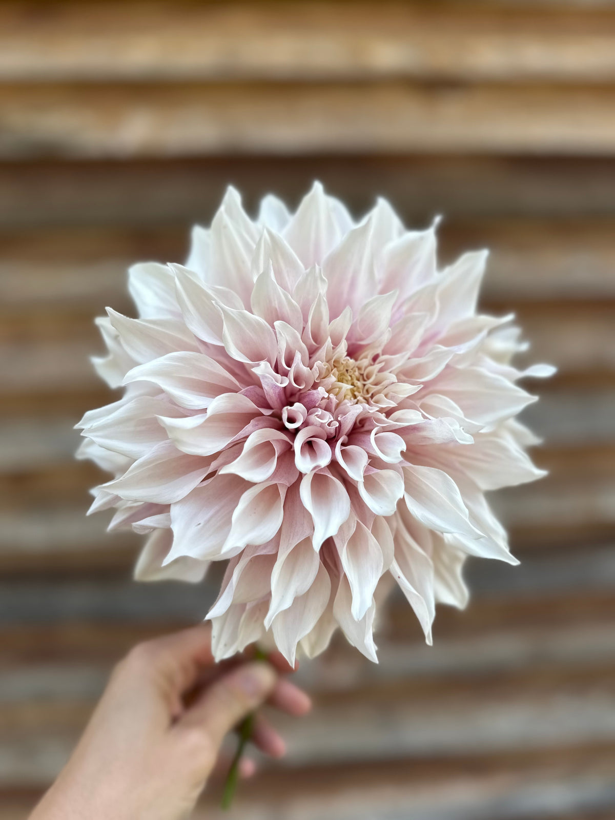 Dahlia SC Lavender Blush *CUTTING*