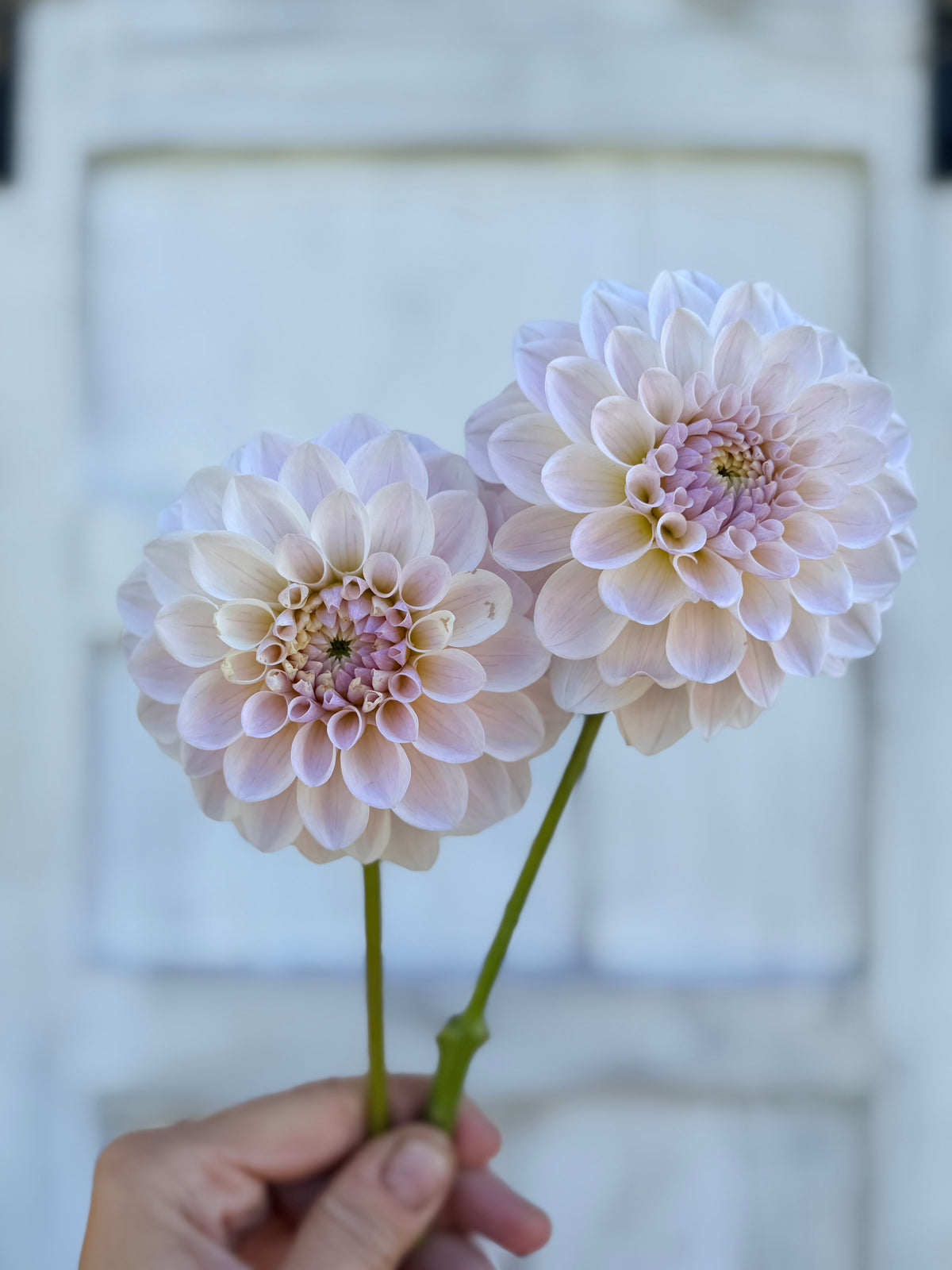 Dahlia RM Hannah Joe