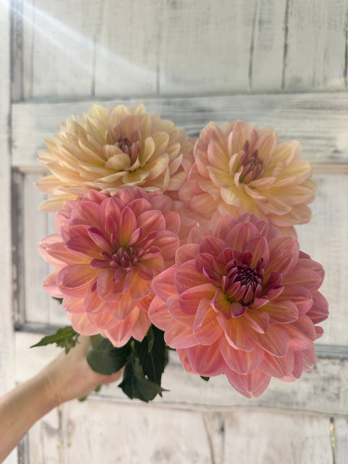 Dahlia Hapet Old Charm