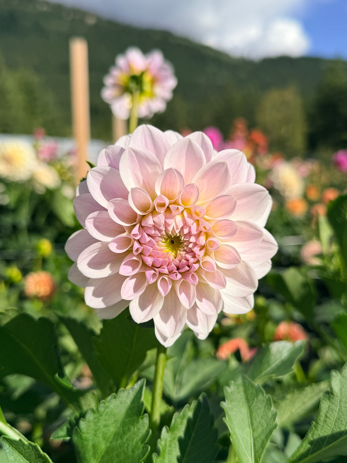 Dahlia RM Hannah Joe