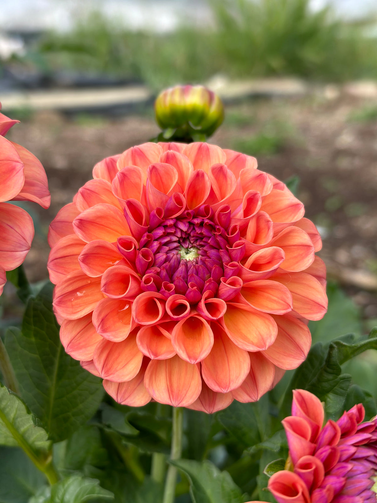 Dahlia Chewy