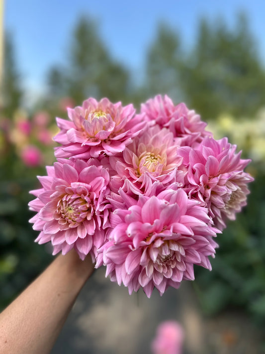 Dahlia Miss Sarah