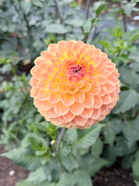 Dahlia Blyton Softer Gleam