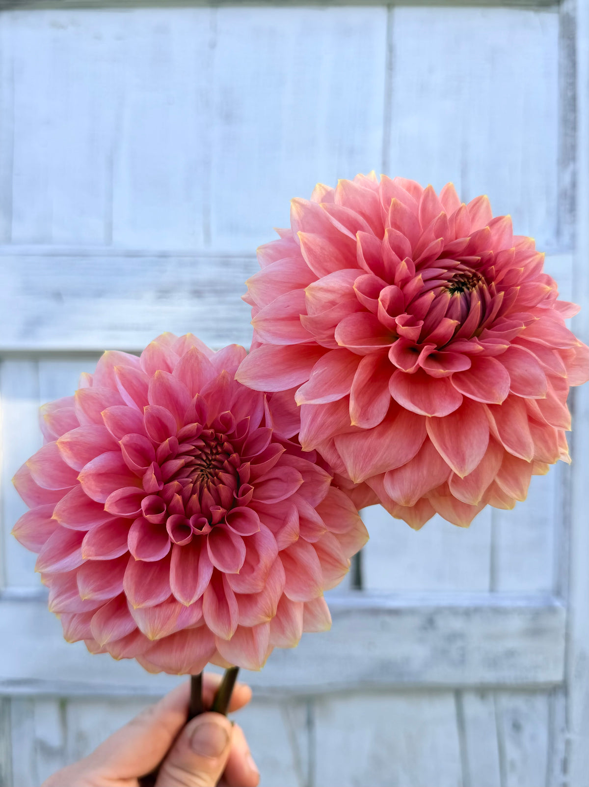 Dahlia Askwith Minnie