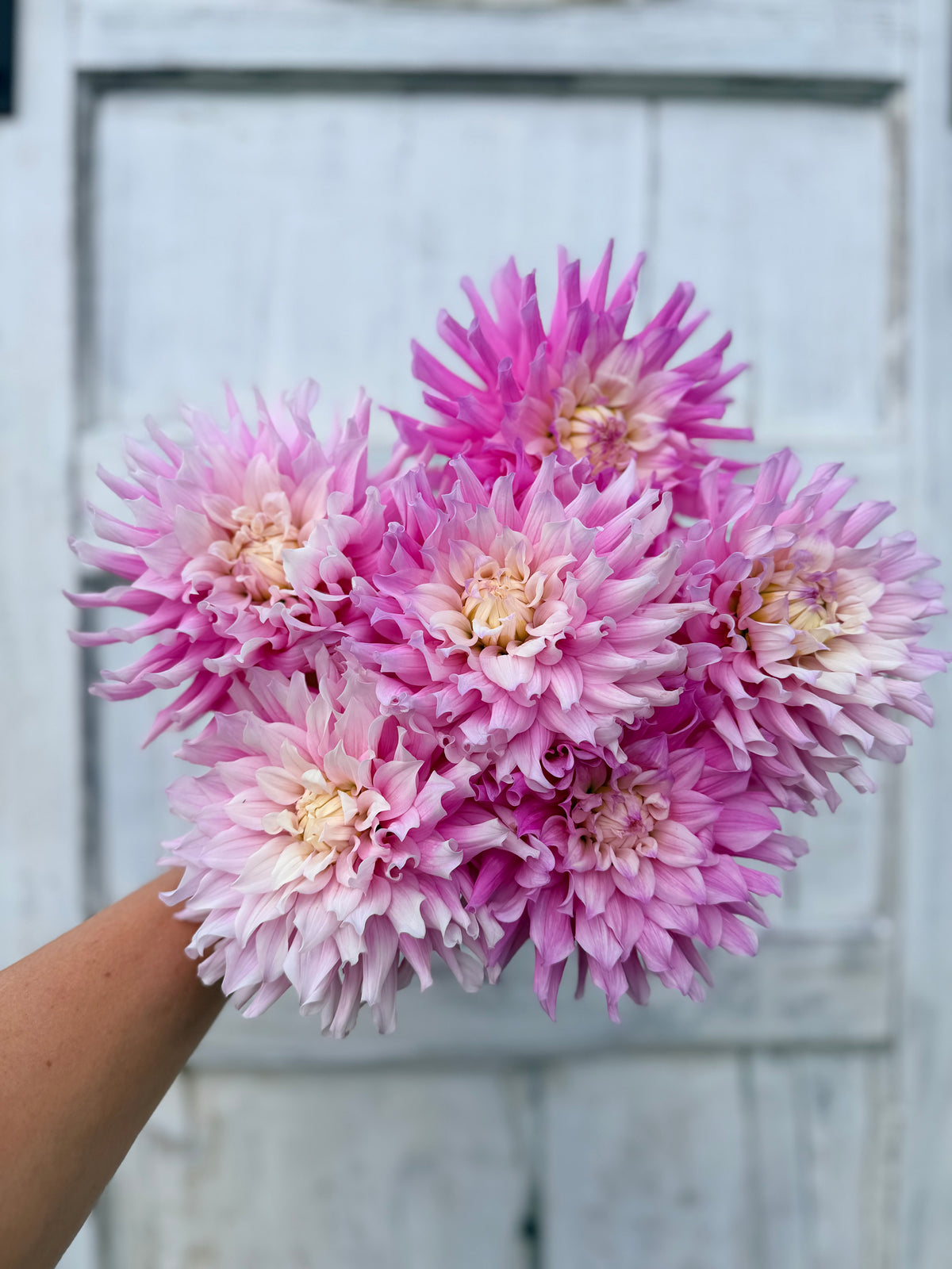 Dahlia Ferncliff Passion