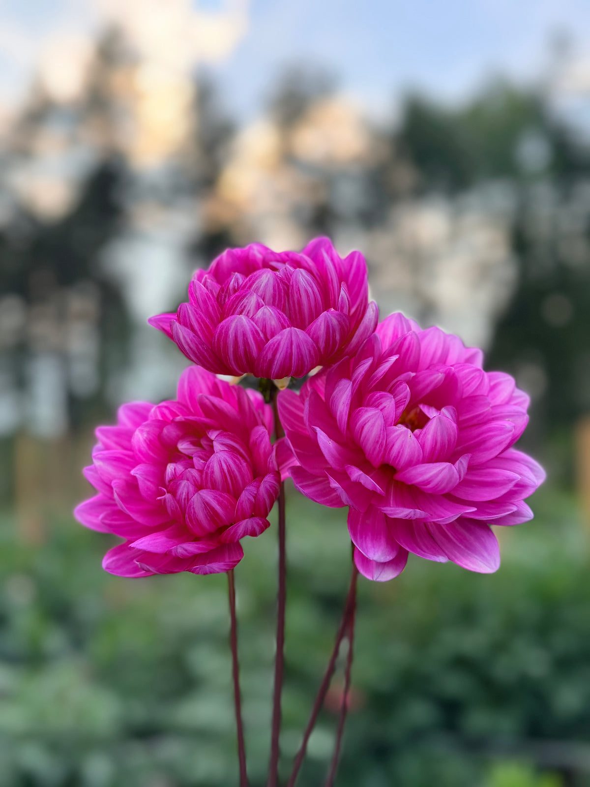 Dahlia Sandia Lillian