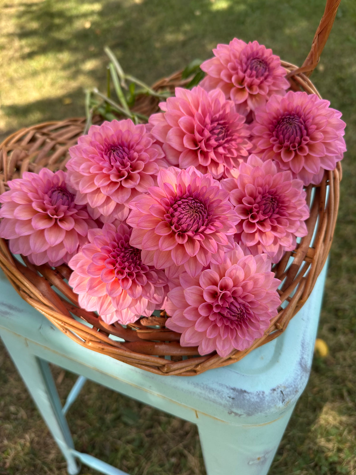Dahlia Levi's Bubblegum