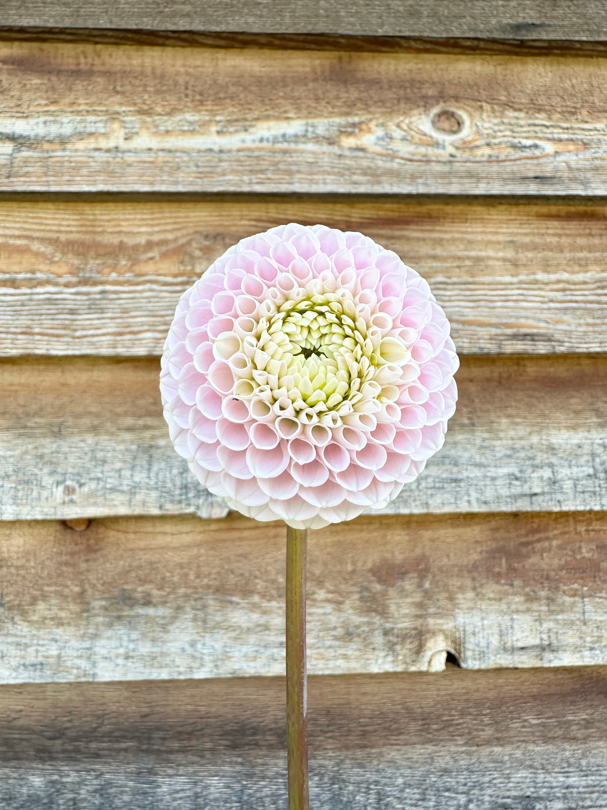 Dahlia 20th Ave Delicada